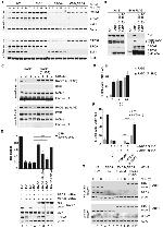 Cullin 1 Antibody in Western Blot (WB)