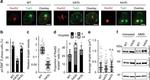 Actin Antibody in Western Blot (WB)