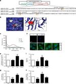 GST Tag Antibody in Immunocytochemistry (ICC/IF)