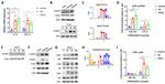 IL-13 Antibody in Western Blot (WB)