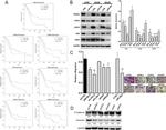 GAPDH Loading Control Antibody in Western Blot (WB)