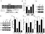 GAPDH Loading Control Antibody in Western Blot (WB)