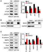 BAG2 Antibody in Western Blot (WB)