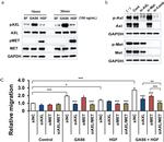 c-Met Antibody in Western Blot (WB)