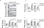 c-Met Antibody in Western Blot (WB)