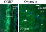 Oxytocin Antibody in Immunohistochemistry (IHC)