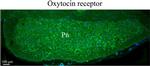 Oxytocin Antibody in Immunohistochemistry (IHC)