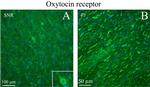 Oxytocin Antibody in Immunohistochemistry (IHC)