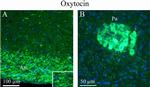 Oxytocin Antibody in Immunohistochemistry (IHC)