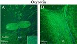 Oxytocin Antibody in Immunohistochemistry (IHC)