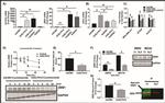 ZEB1 Antibody in Western Blot, Immunoprecipitation (WB, IP)