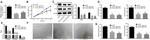 GAPDH Antibody in Western Blot (WB)