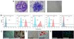 STRO-1 Antibody in Flow Cytometry (Flow)