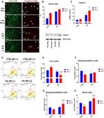 Caspase 3 Antibody in Western Blot (WB)