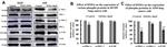 FAK Antibody in Western Blot (WB)