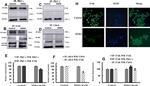 FAK Antibody in Western Blot, Immunoprecipitation (WB, IP)