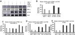 FAK Antibody in Western Blot, Immunoprecipitation (WB, IP)