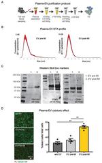 CD81 Antibody in Western Blot (WB)