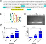 HIF1A Antibody in ChIP Assay (ChIP)