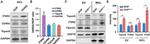 ITGA4 Antibody in Western Blot (WB)