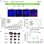 Calreticulin Antibody in Immunohistochemistry (IHC)