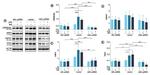 beta Actin Antibody in Western Blot (WB)