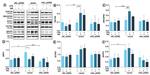 beta Actin Antibody in Western Blot (WB)