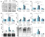 beta Actin Antibody in Western Blot (WB)