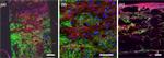 Fibronectin Antibody in Immunocytochemistry (ICC/IF)