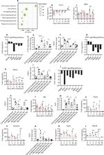 Ki-67 Antibody in Immunohistochemistry (IHC)