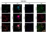 GFAP Antibody in Immunocytochemistry (ICC/IF)