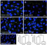 CD321 (F11R) Antibody in Immunocytochemistry (ICC/IF)