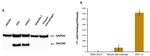 GAPDH Antibody in Western Blot (WB)