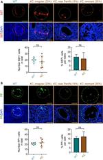 Somatostatin Antibody in Immunohistochemistry, Immunohistochemistry (Paraffin) (IHC, IHC (P))