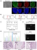 TRA-1-60 Antibody in Flow Cytometry (Flow)