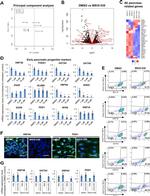 GATA4 Antibody in Flow Cytometry (Flow)