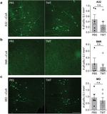 eGFP Antibody in Immunohistochemistry (IHC)