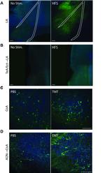 eGFP Antibody in Immunohistochemistry (IHC)