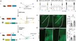 eGFP Antibody in Immunohistochemistry (IHC)