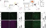 eGFP Antibody in Immunohistochemistry (IHC)