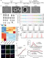 Aggrecan Antibody in Immunocytochemistry (ICC/IF)