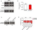 Thrombospondin 1 Antibody in Dot Blot (DB)