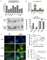 Thrombospondin 1 Antibody in Dot Blot (DB)