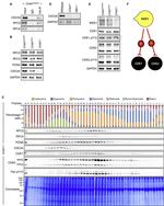 GAPDH Loading Control Antibody in Western Blot (WB)