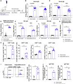 Granzyme B Antibody in Flow Cytometry (Flow)