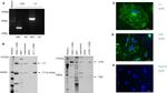 Complement C3 Antibody in Western Blot (WB)