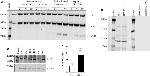 Complement C3 Antibody in Western Blot (WB)