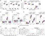 CD19 Antibody in Flow Cytometry (Flow)