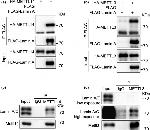 METTL14 Antibody in Western Blot (WB)