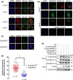 METTL14 Antibody in Immunocytochemistry (ICC/IF)